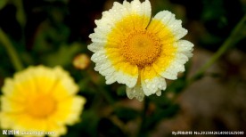 花 蒿菜花 红花