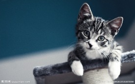 卖萌的小猫咪