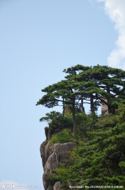 黄山松