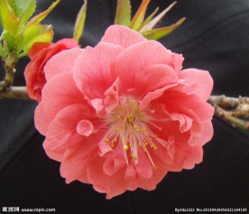 碧桃花