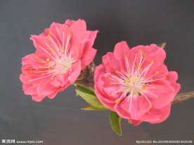 碧桃花