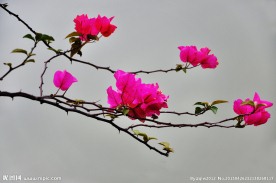 杜鹃花