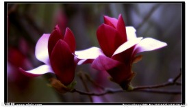 两朵小花