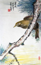 画眉鸟