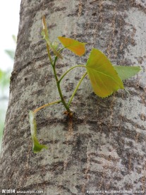 杨树