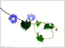 牵牛花