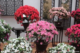 杜鹃花