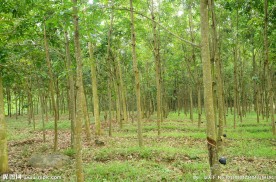 橡胶树林
