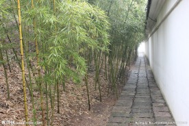 墙外