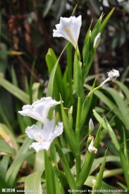 鸢尾花