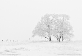 冬日雪景