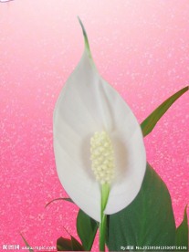 白掌