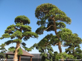 松树