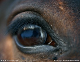马眼睛