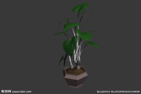 植物模型