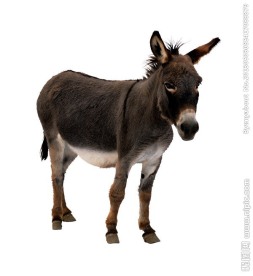 驴 黑驴（扣图）