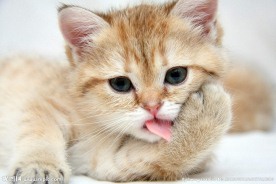 小猫