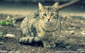 小猫