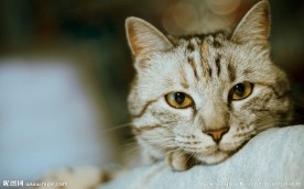 小猫