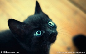 小猫