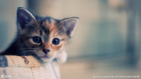 小猫