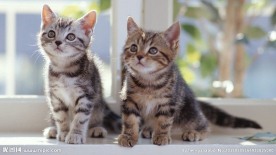 小猫