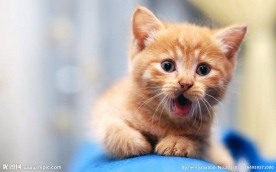 小猫