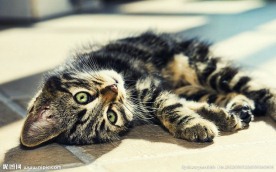 小猫