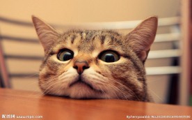 小猫