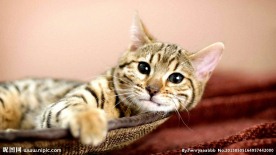 小猫