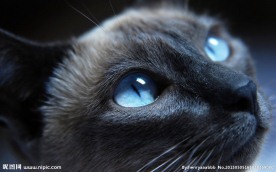 小猫
