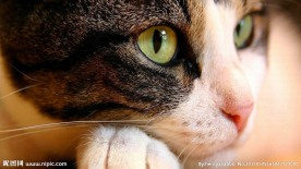 小猫