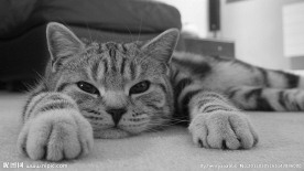 小猫