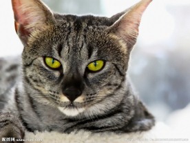 小猫
