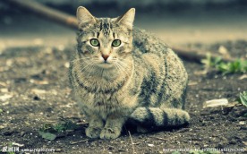 小猫