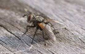 苍蝇