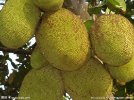 菠萝蜜