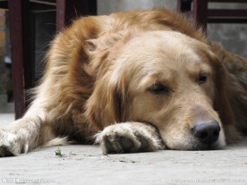 忧郁的金毛犬