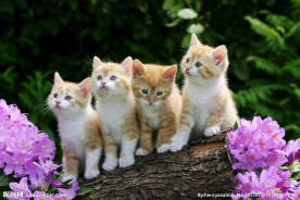 小猫