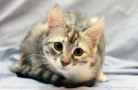 小猫