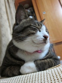 小猫