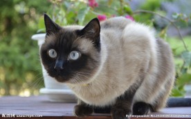 小猫