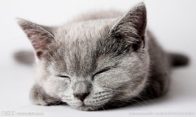 小猫