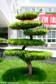 迎客松