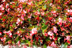艳丽花丛