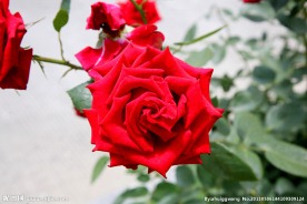 月季花