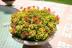 绽放的花朵