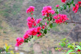 花枝招展