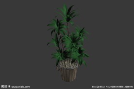 植物模型
