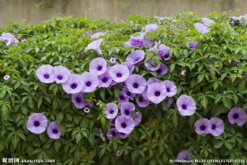 牵牛花